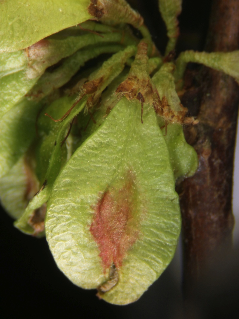 Ulmus minor L. - Orme champêtre #79236