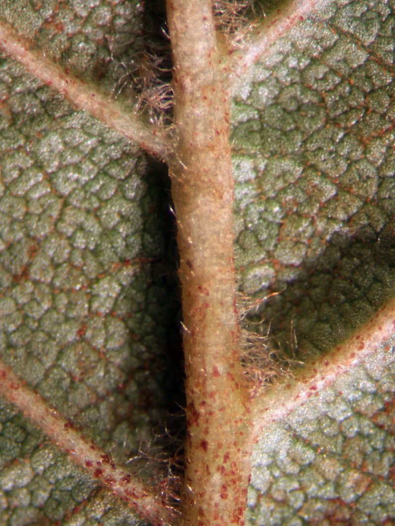 Ulmus minor L. - Orme champêtre #79231