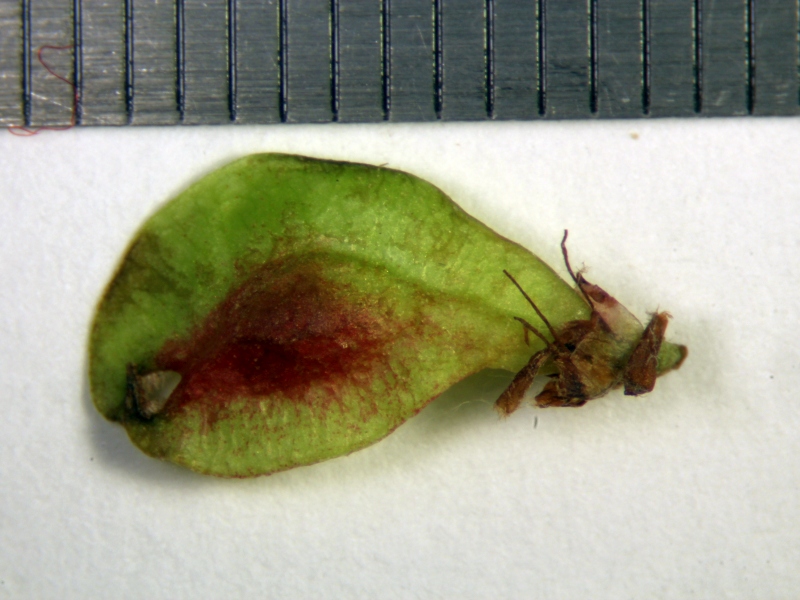 Ulmus minor L. - Orme champêtre #79232
