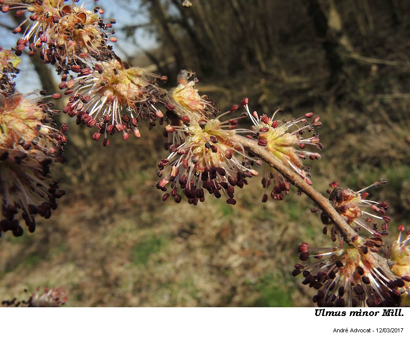 Ulmus minor Mill. #49414