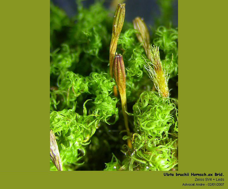 Ulota bruchii Hornsch.ex Brid. #1868
