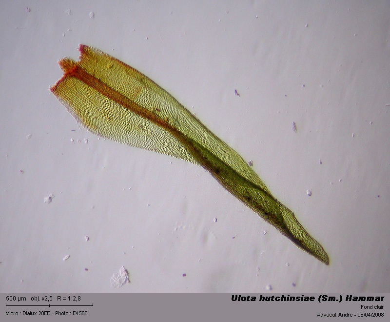 Ulota hutchinsiae (Sm.) Hammar #3160