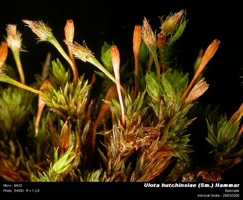 Ulota hutchinsiae (Sm.) Hammar #3157