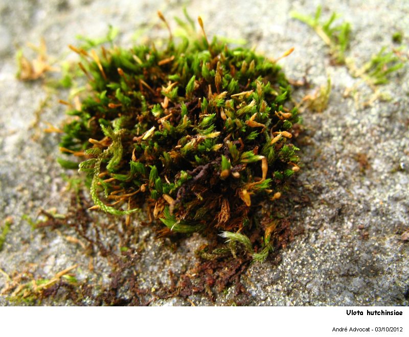 Ulota hutchinsiae (Sm.) Hammar #28441