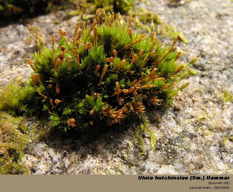 Ulota hutchinsiae (Sm.) Hammar #3156