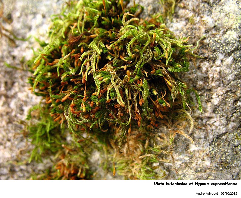 Ulota hutchinsiae (Sm.) Hammar #28438