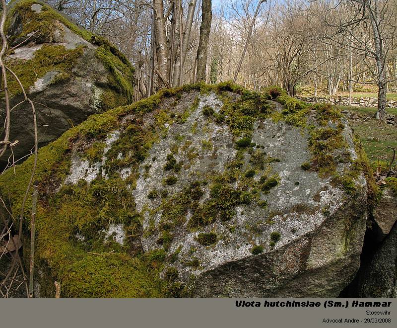 Ulota hutchinsiae (Sm.) Hammar #3155