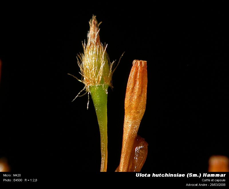 Ulota hutchinsiae (Sm.) Hammar #3158