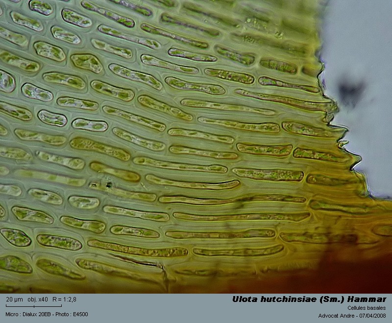 Ulota hutchinsiae (Sm.) Hammar #3170