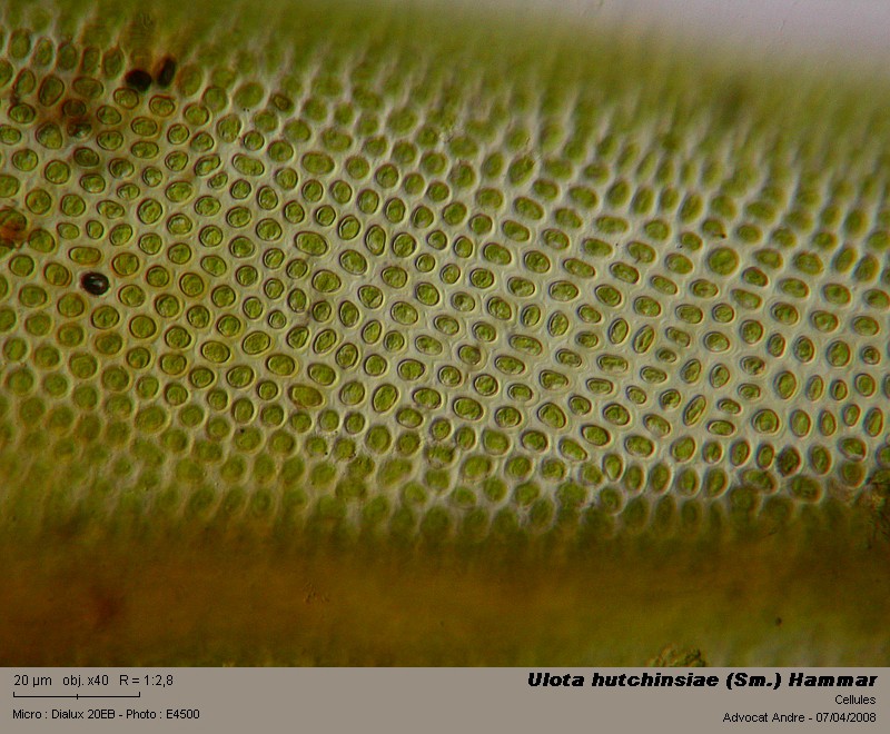 Ulota hutchinsiae (Sm.) Hammar #3172