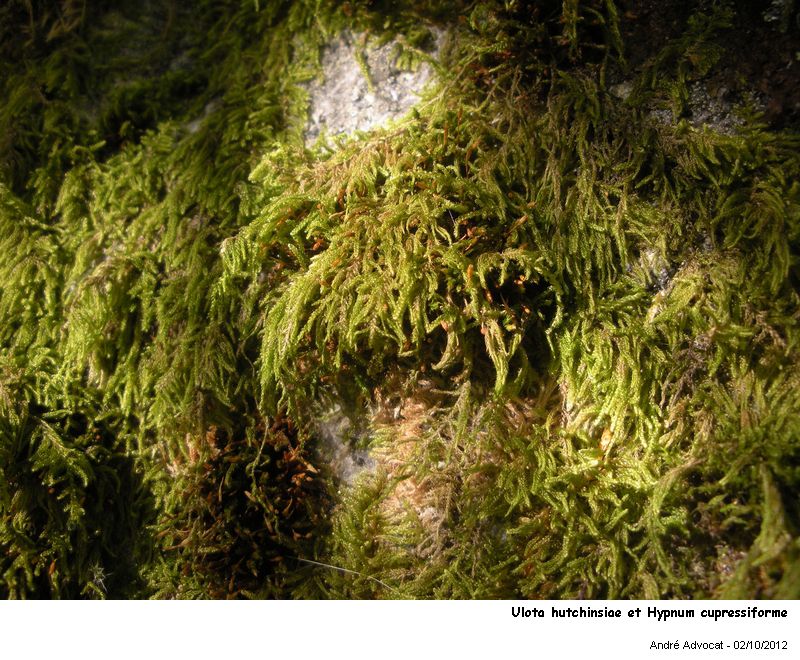 Ulota hutchinsiae (Sm.) Hammar #28437