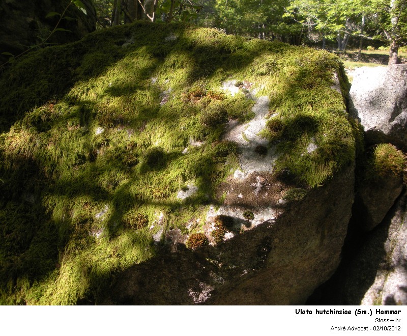 Ulota hutchinsiae (Sm.) Hammar #28440
