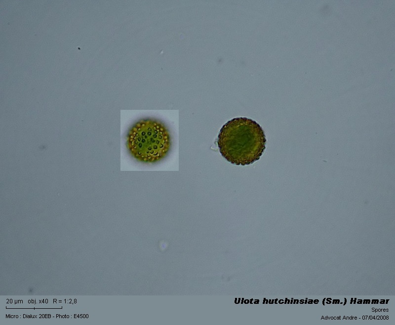 Ulota hutchinsiae (Sm.) Hammar #3173