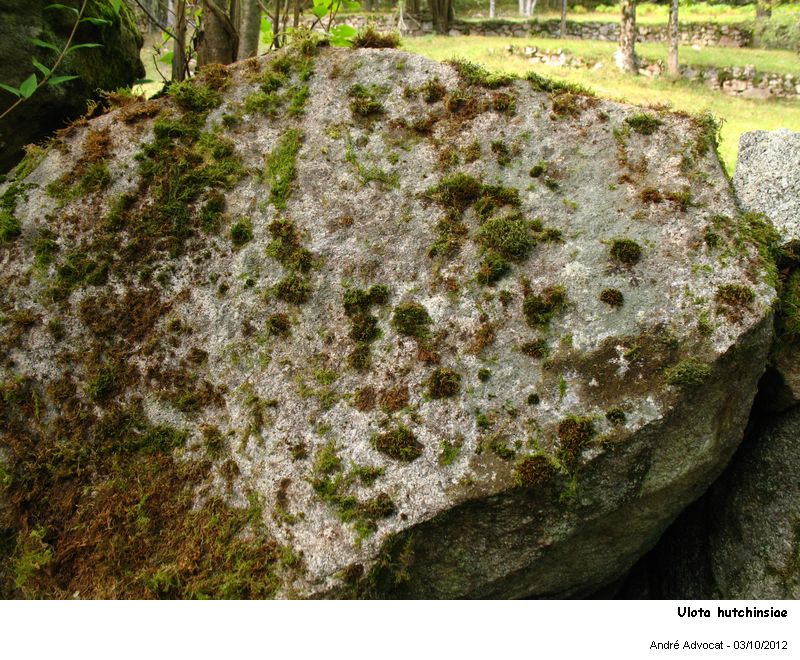 Ulota hutchinsiae (Sm.) Hammar #28443