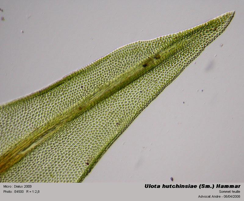 Ulota hutchinsiae (Sm.) Hammar #3169
