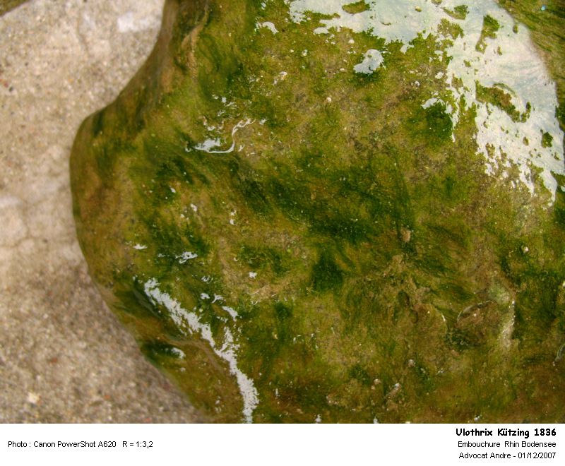 Ulothrix Kützing 1836 --Algue verte filamenteuse #1018