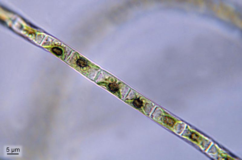 Ulothrix tenerrima Kützing, 1843 #30045