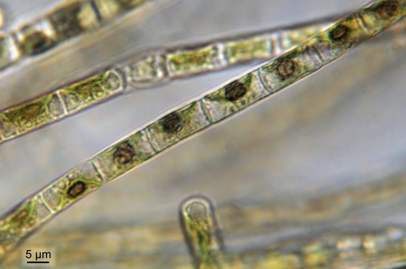 Ulothrix tenerrima Kützing, 1843 #30044