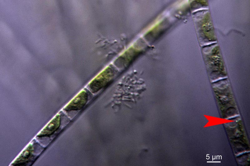Ulothrix tenerrima Kützing, 1843 #30047