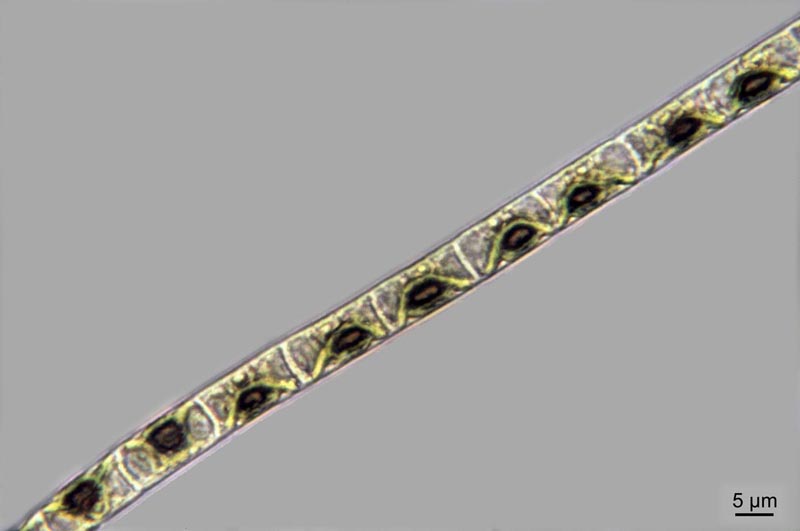 Ulothrix tenerrima Kützing, 1843 #30046