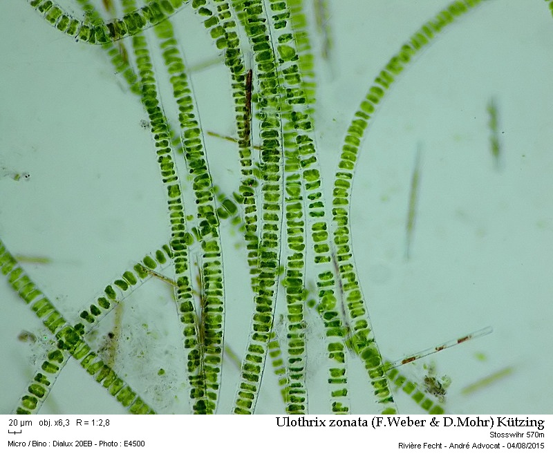 Ulothrix zonata (F.Weber & D.Mohr) Kützing #41820