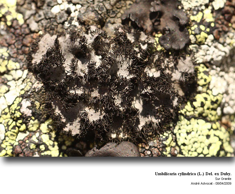 Umbilicaria cylindrica (L.) Del. ex Duby. #13334
