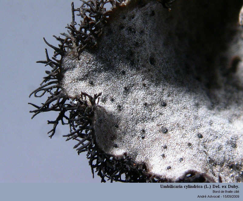 Umbilicaria cylindrica (L.) Del. ex Duby. #13335