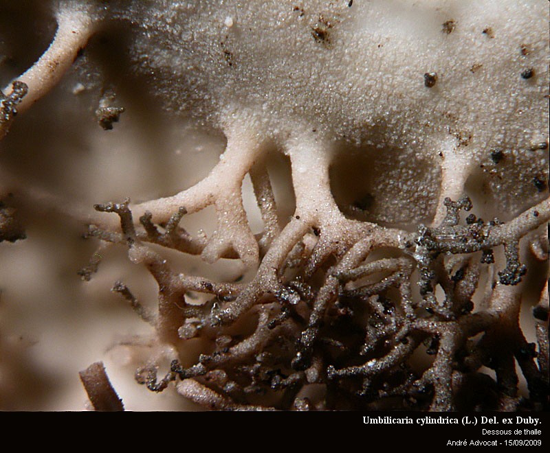 Umbilicaria cylindrica (L.) Del. ex Duby. #13336