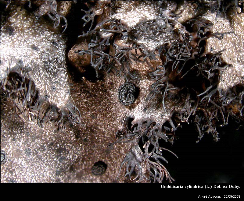 Umbilicaria cylindrica (L.) Del. ex Duby. #13337