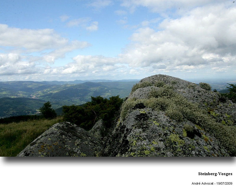 Umbilicaria cylindrica (L.) Del. ex Duby. #13333