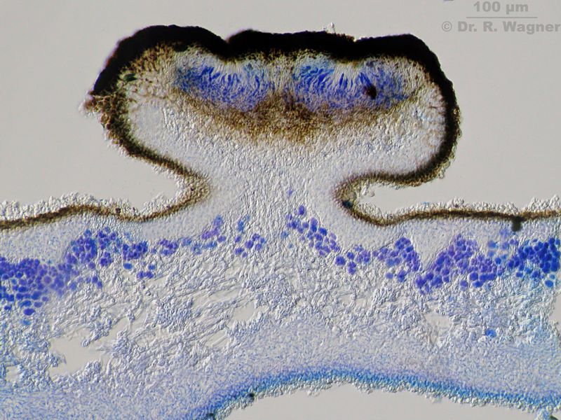 Umbilicaria cylindrica #26663