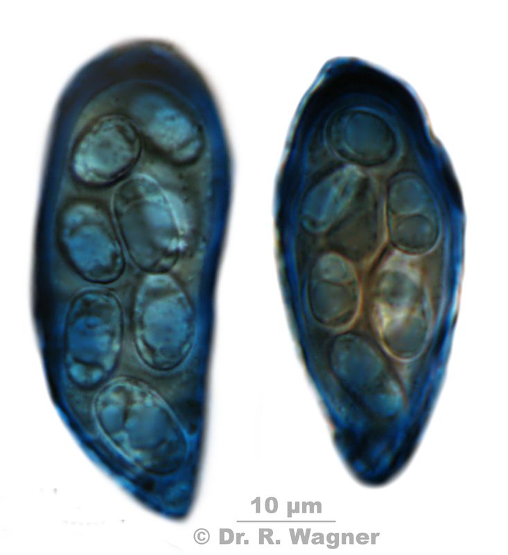 Umbilicaria cylindrica #26664