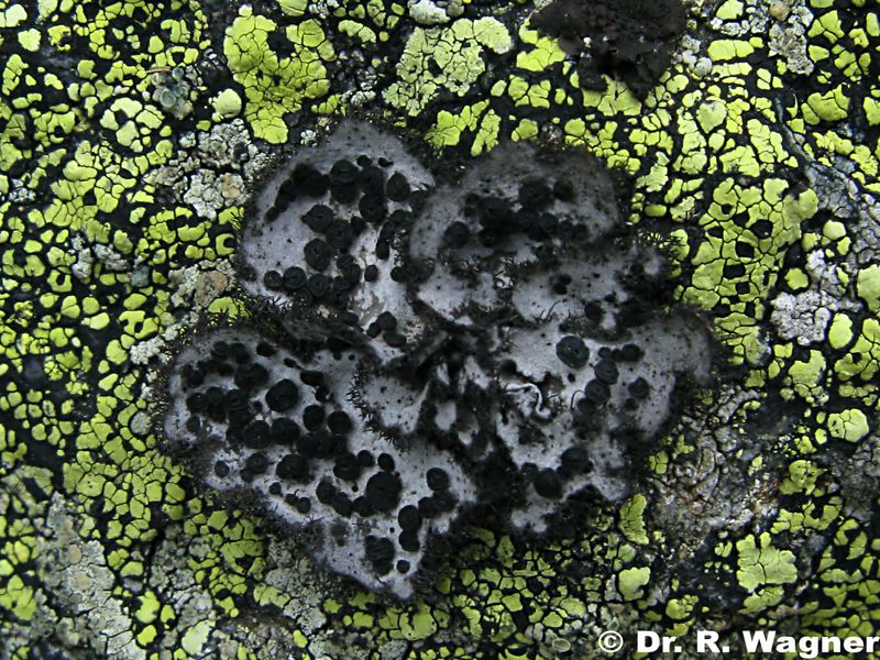 Umbilicaria cylindrica #26655