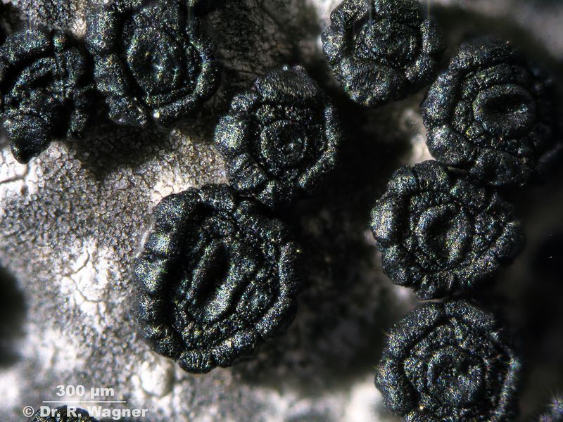 Umbilicaria cylindrica #26662
