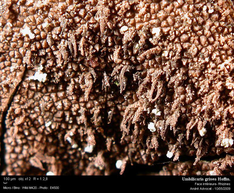 Umbilicaria grisea Hoffm. #10472