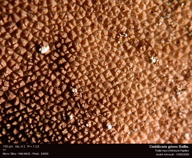 Umbilicaria grisea Hoffm. #10471