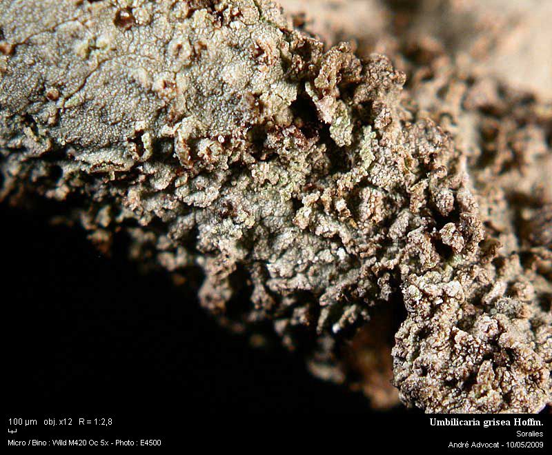 Umbilicaria grisea Hoffm. #10473