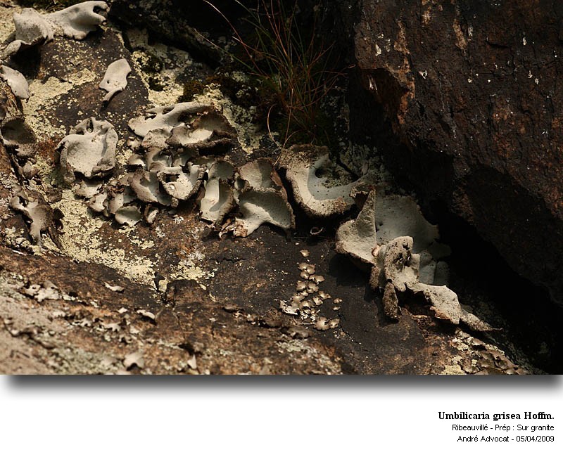 Umbilicaria grisea Hoffm. #10469