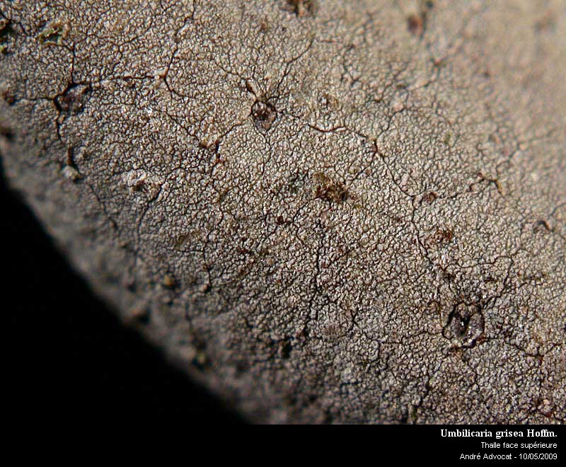 Umbilicaria grisea Hoffm. #10470