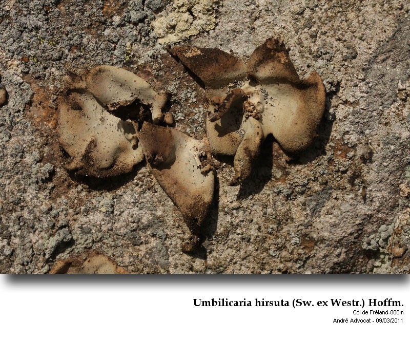Umbilicaria hirsuta (Sw. ex Westr.) Hoffm. #21163