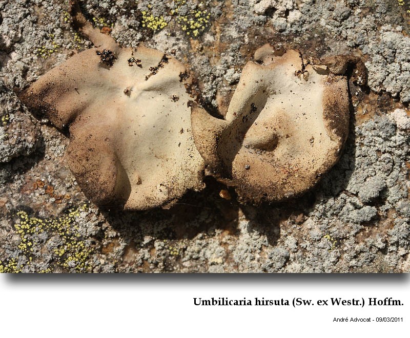 Umbilicaria hirsuta (Sw. ex Westr.) Hoffm. #21164