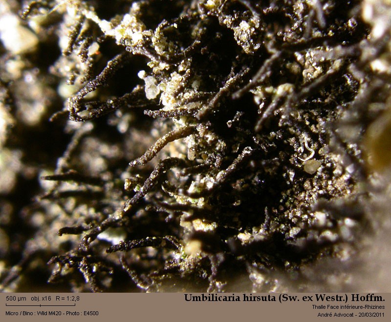 Umbilicaria hirsuta (Sw. ex Westr.) Hoffm. #21167