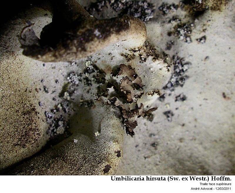 Umbilicaria hirsuta (Sw. ex Westr.) Hoffm. #21166