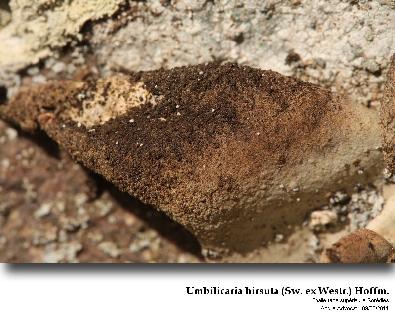 Umbilicaria hirsuta (Sw. ex Westr.) Hoffm. #21165