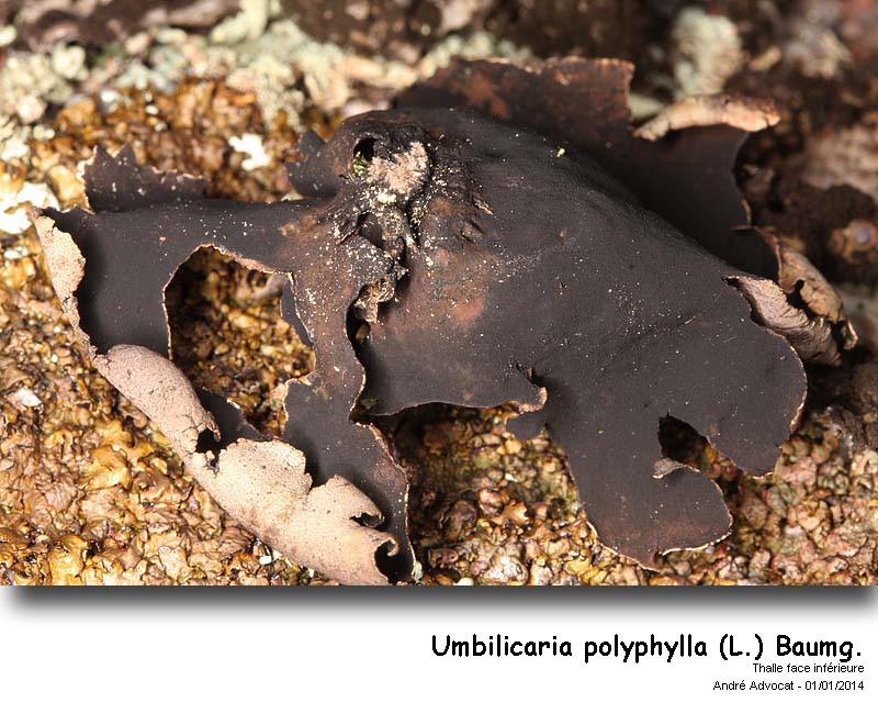 Umbilicaria polyphylla (L.) Baumg. #35515