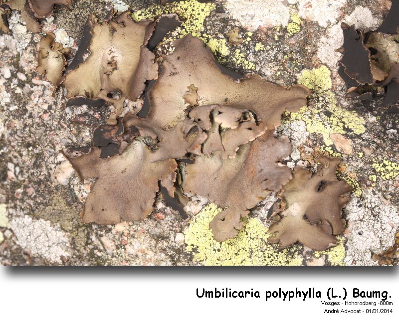 Umbilicaria polyphylla (L.) Baumg. #35514