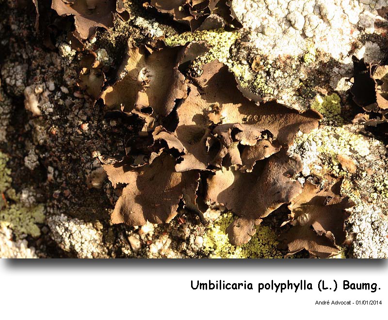 Umbilicaria polyphylla (L.) Baumg. #35513