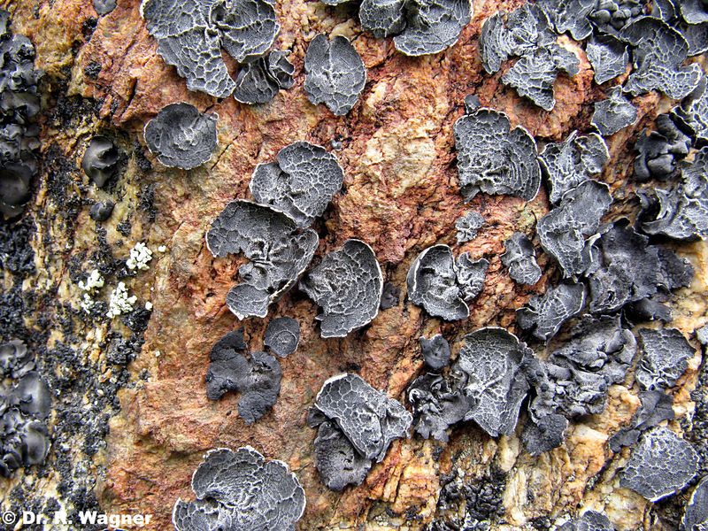 Umbilicaria proboscidea #23561