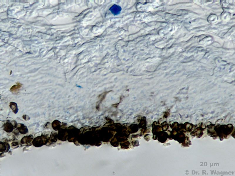 Umbilicaria proboscidea #23564