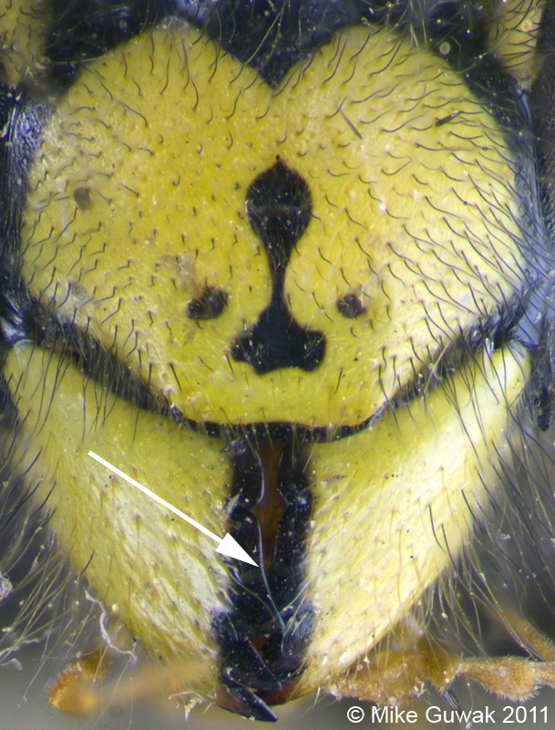 Unterscheidung Vespula germanica & Vespula vulgaris #22401